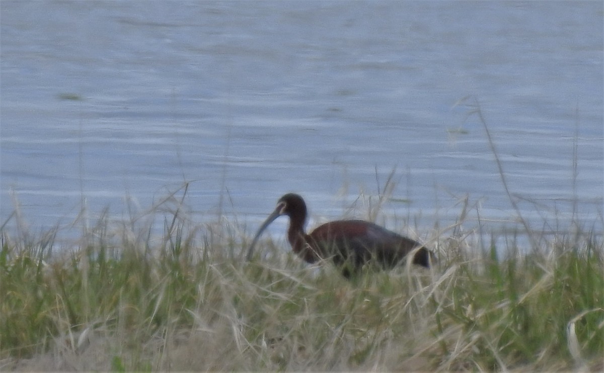 White-faced Ibis - Jordan Ragsdale