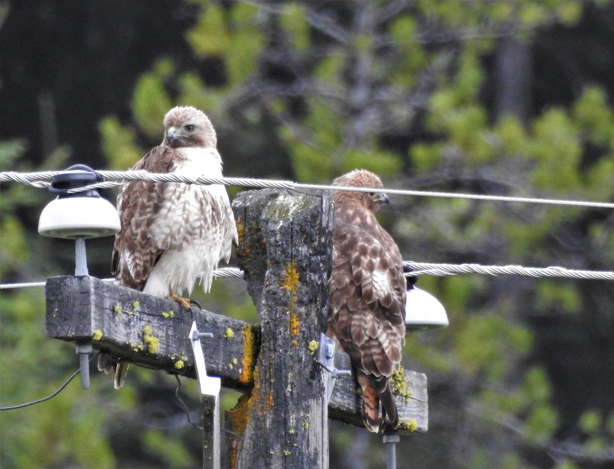 Red-tailed Hawk - Jordan Ragsdale