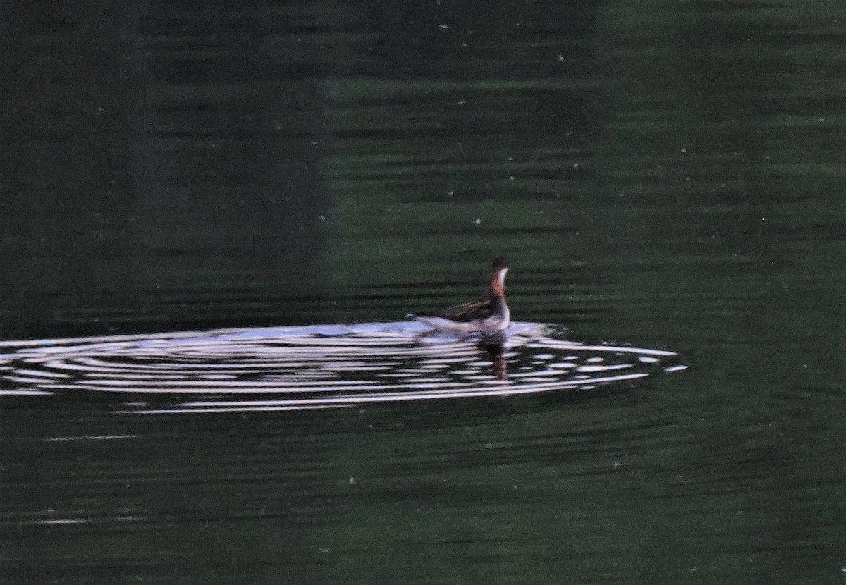 Red-necked Phalarope - Eric Michael