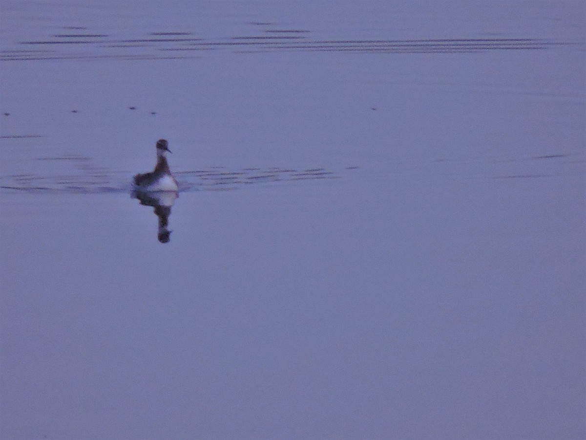 Red-necked Phalarope - ML239017981