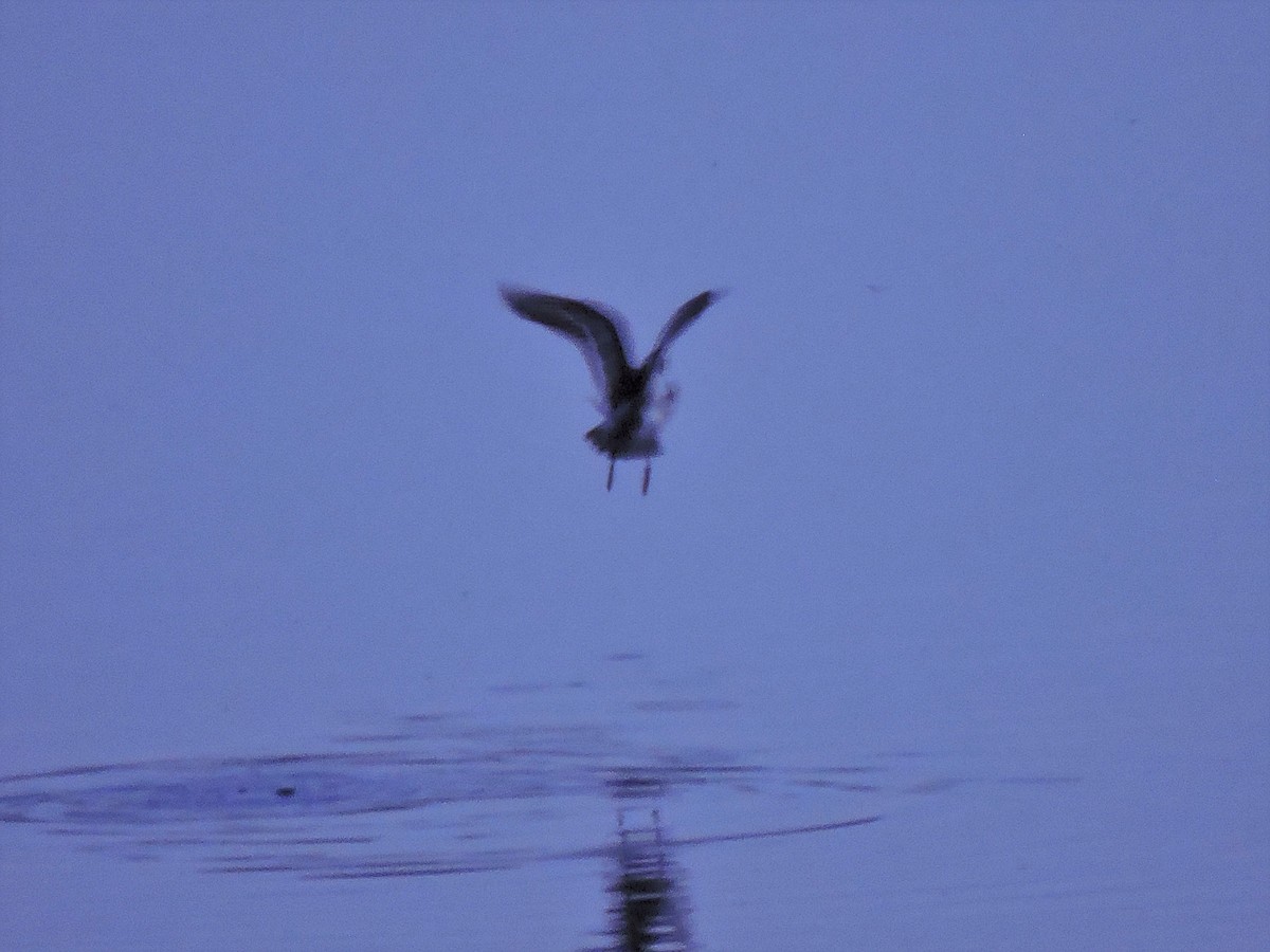 Red-necked Phalarope - ML239017991