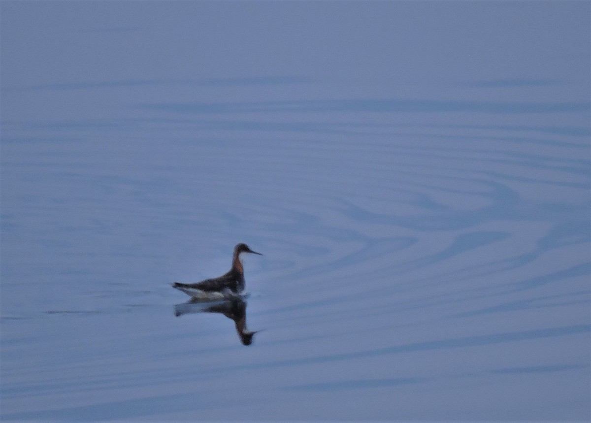 Red-necked Phalarope - Eric Michael