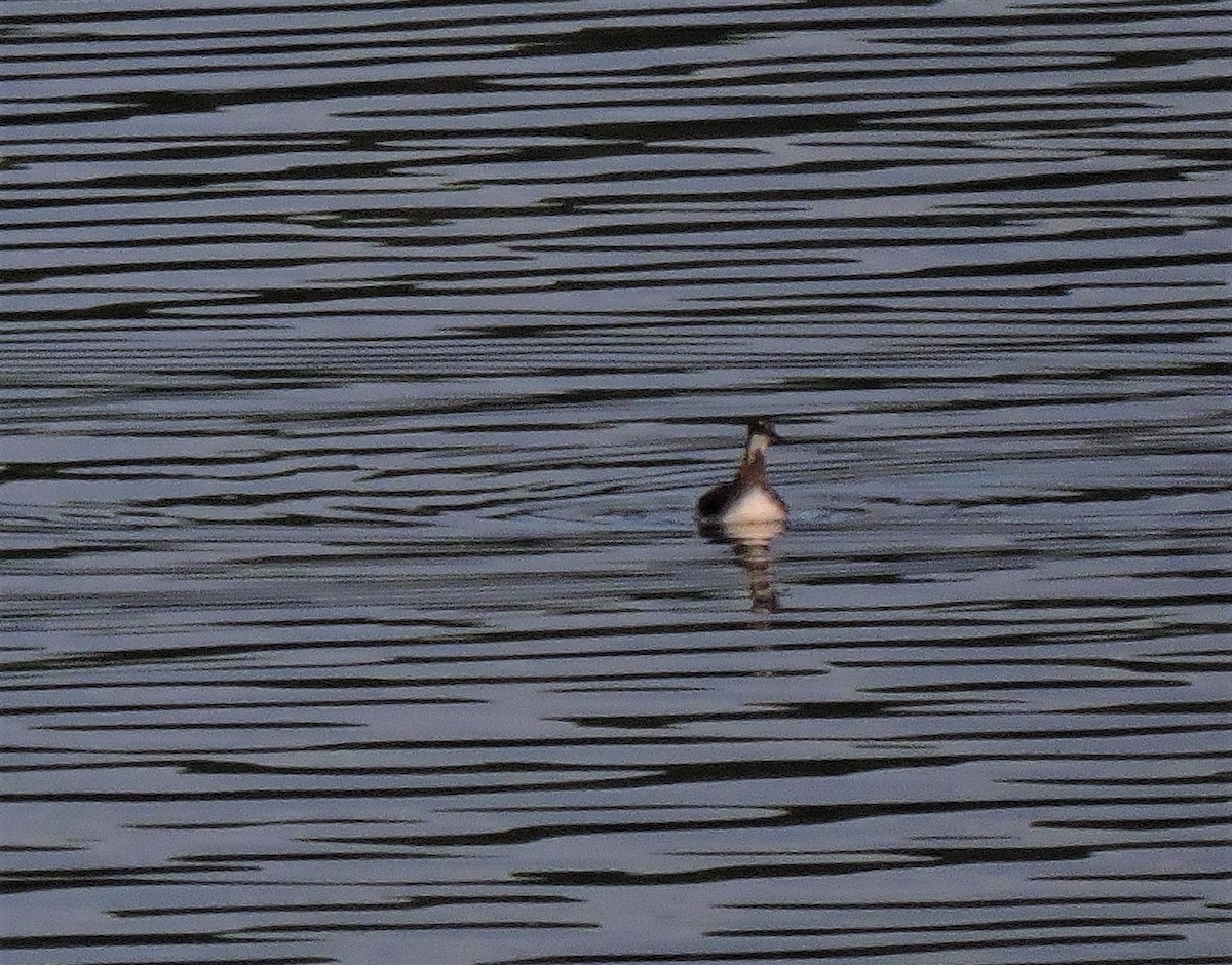 Red-necked Phalarope - ML239018011