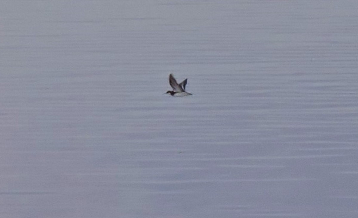 Red-necked Phalarope - Eric Michael