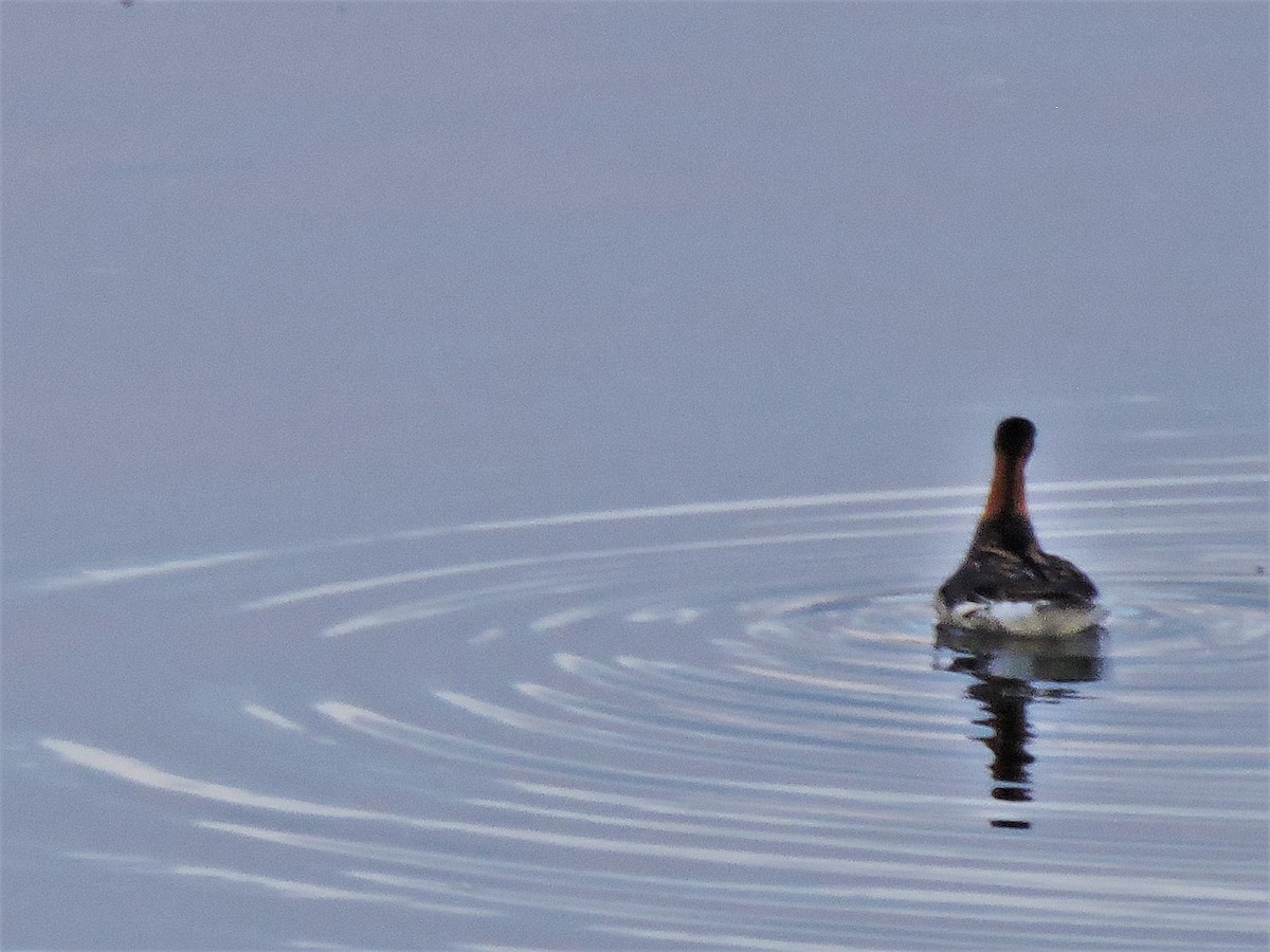 Red-necked Phalarope - ML239018071