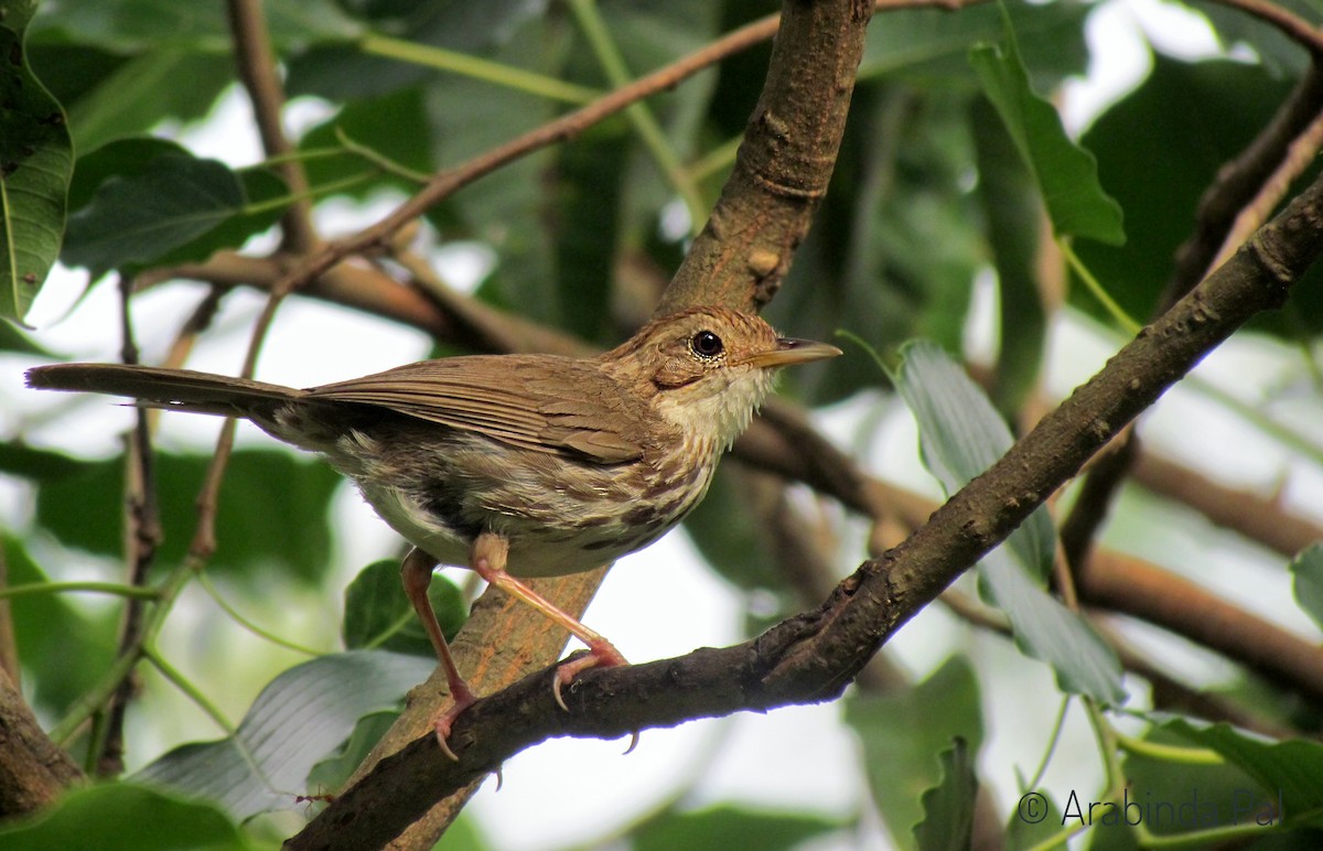 Puff-throated Babbler - ML239018691