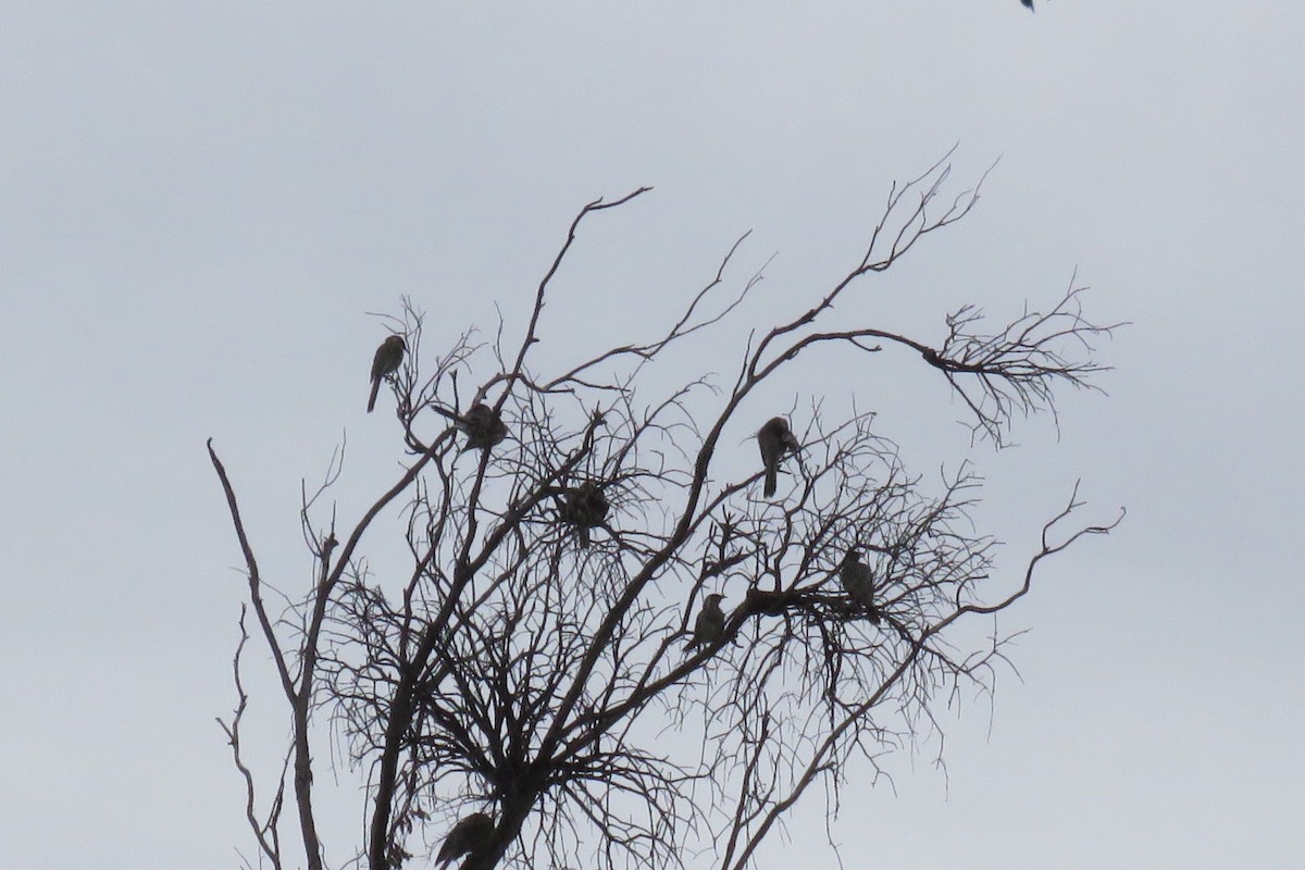 Red Wattlebird - ML239019281