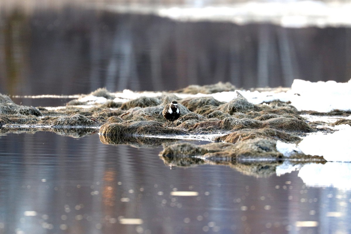 American Golden-Plover - ML239019551