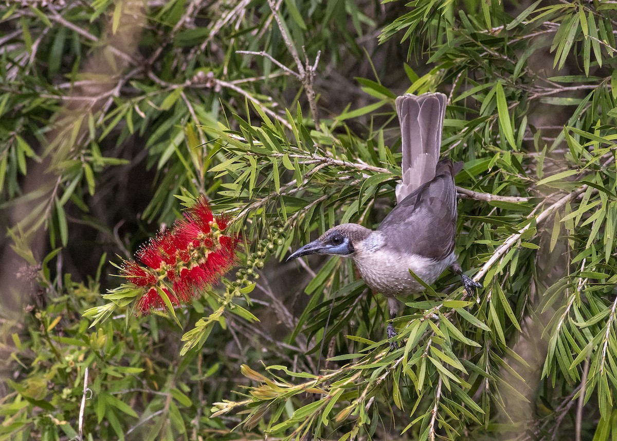 Little Friarbird - ML239019671