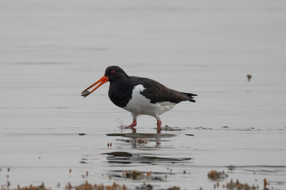 South Island Oystercatcher - ML239019751