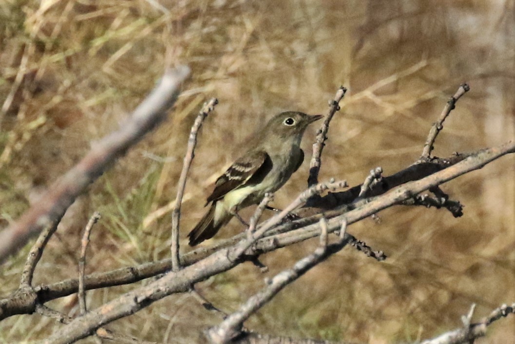 Alder Flycatcher - Becky Turley