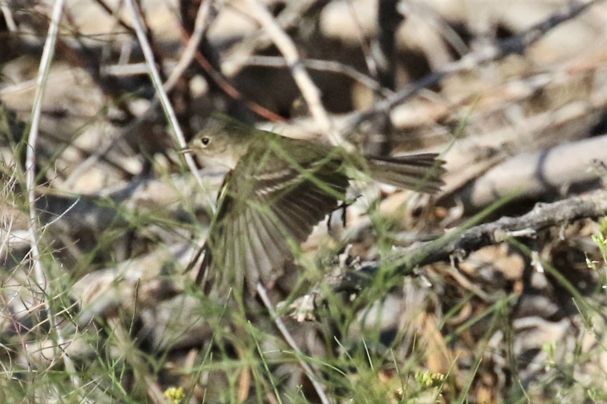 Alder Flycatcher - ML239019961