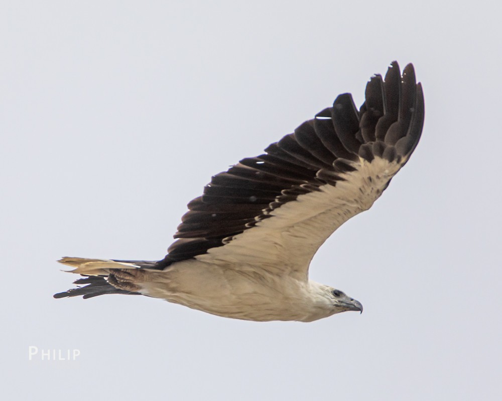 White-bellied Sea-Eagle - Philip Dubbin