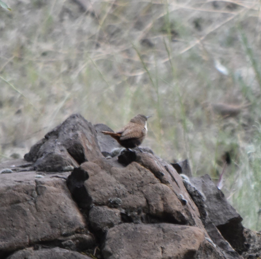 Canyon Wren - ML239023401