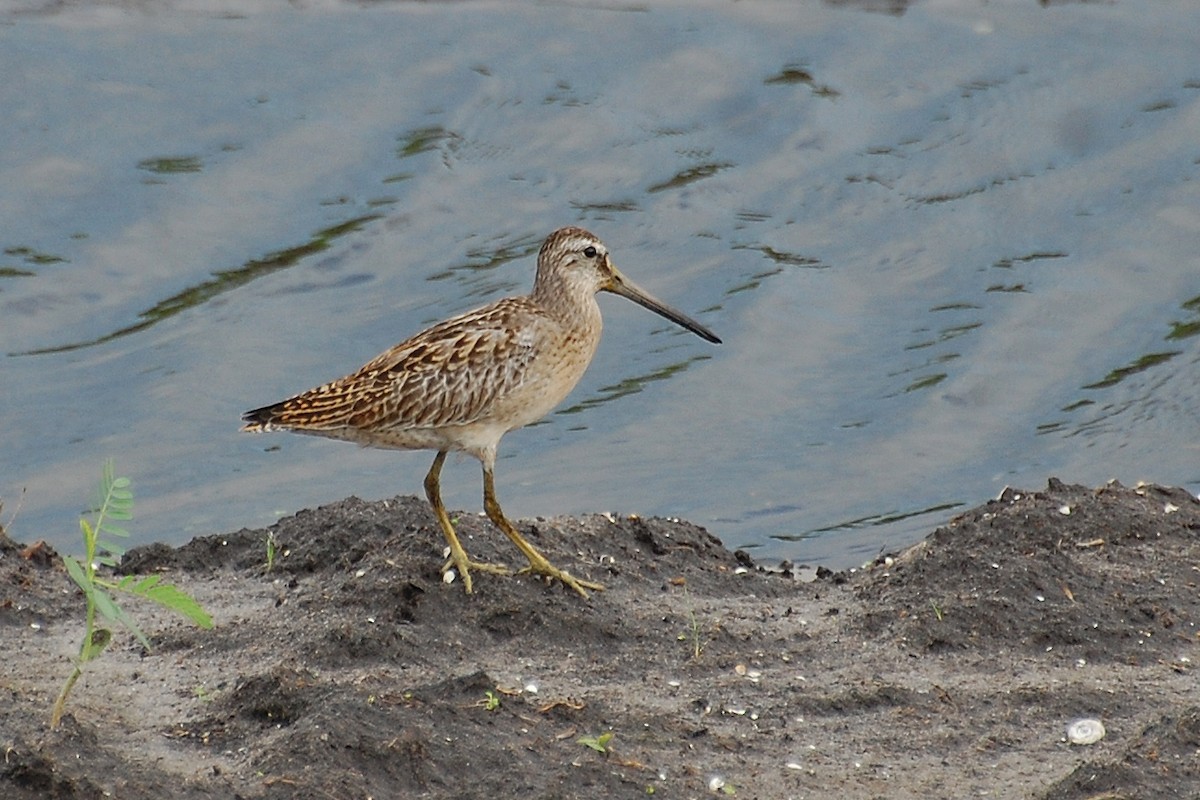 Short-billed Dowitcher - ML239025241