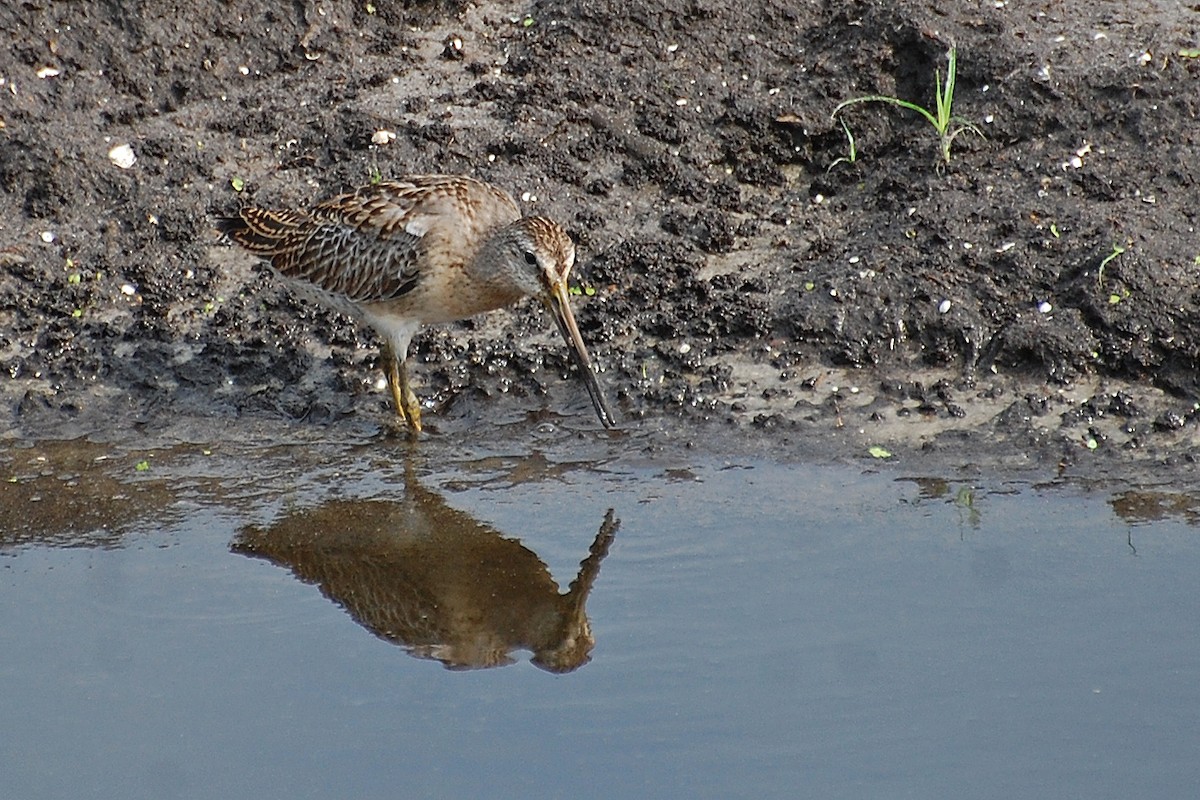 Short-billed Dowitcher - ML239025271