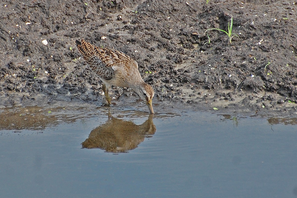 Short-billed Dowitcher - ML239025281