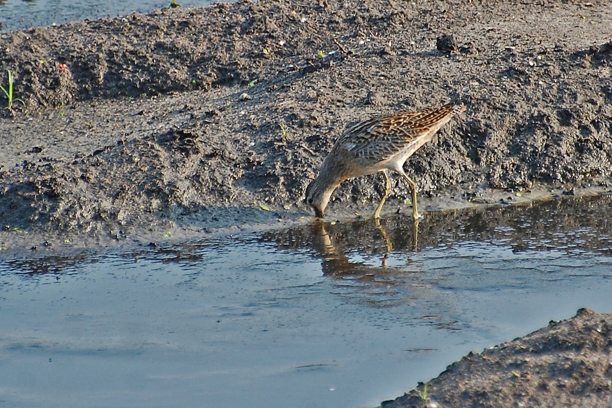 Short-billed Dowitcher - ML239025301