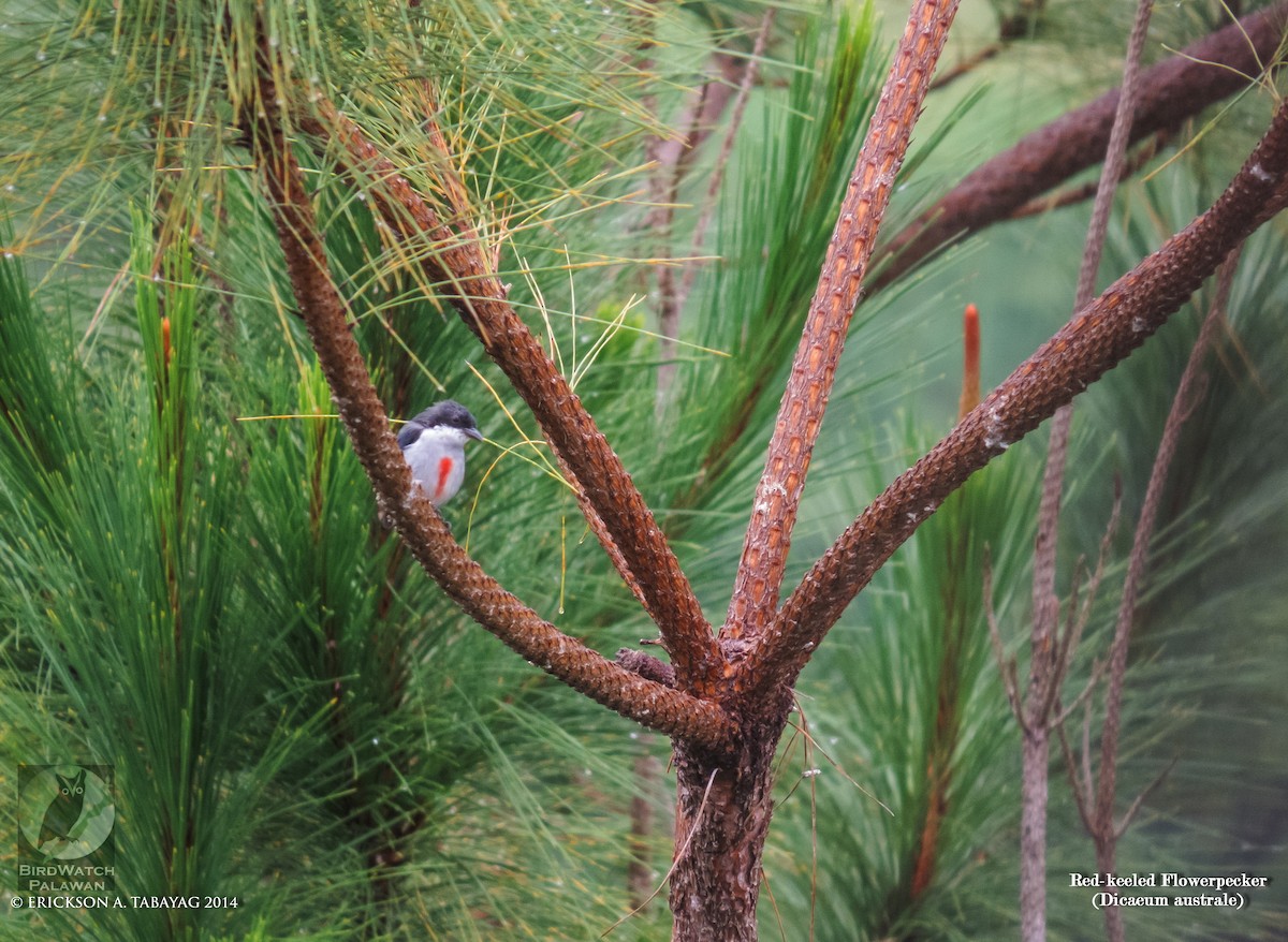 Red-keeled Flowerpecker - ML239028991