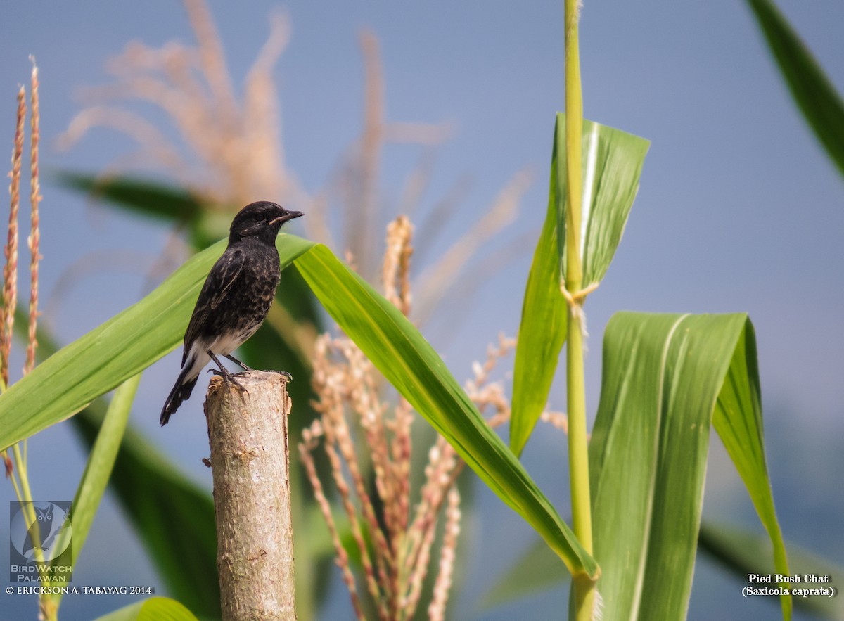 Pied Bushchat - ML239029001