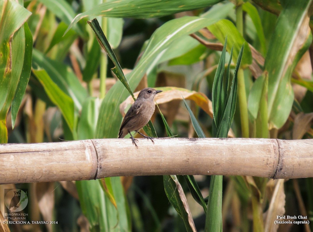 Pied Bushchat - Erickson Tabayag