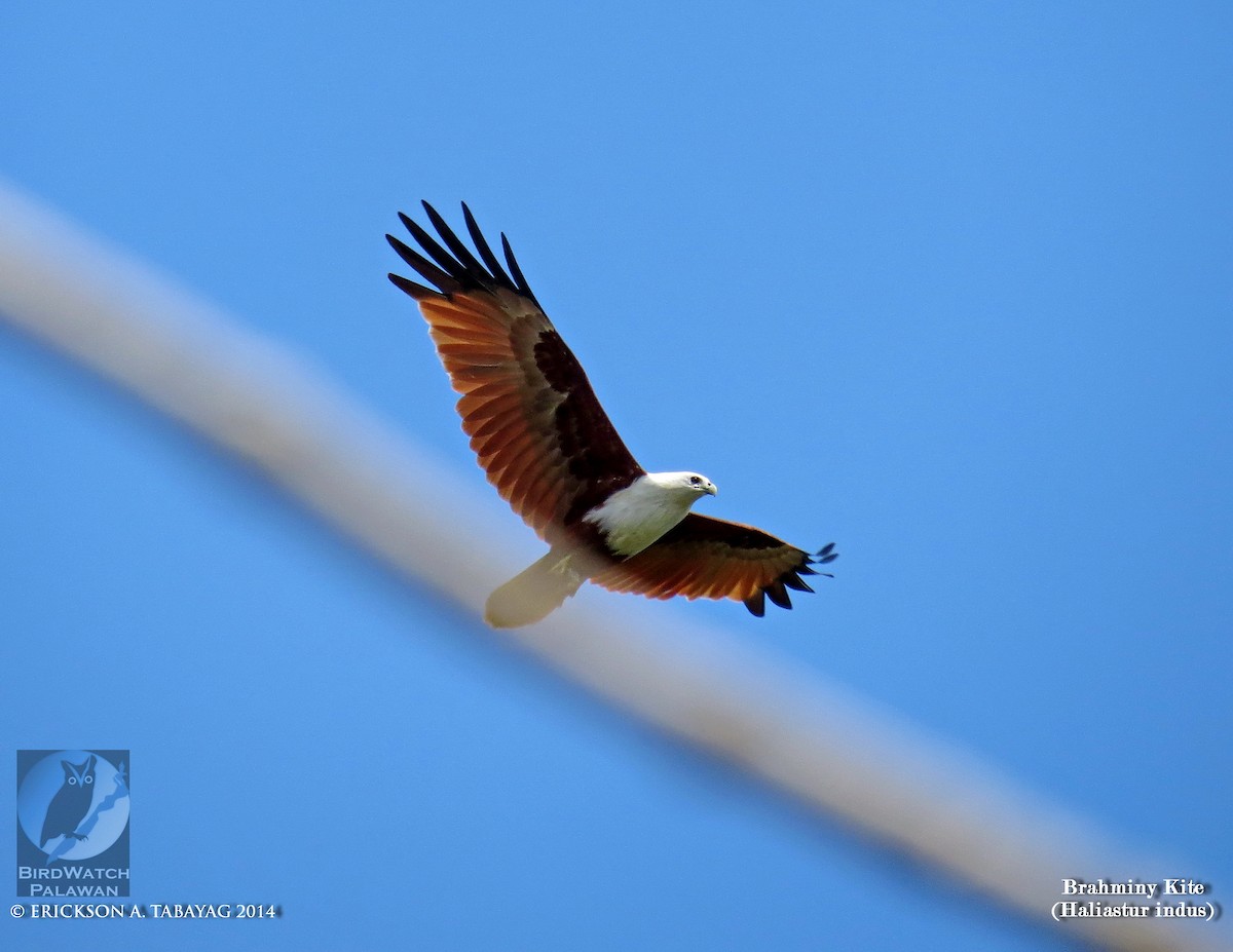 Brahminy Kite - ML239029031