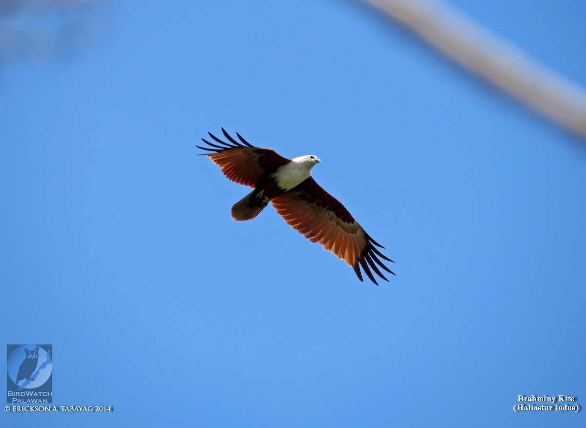 Brahminy Kite - ML239029041