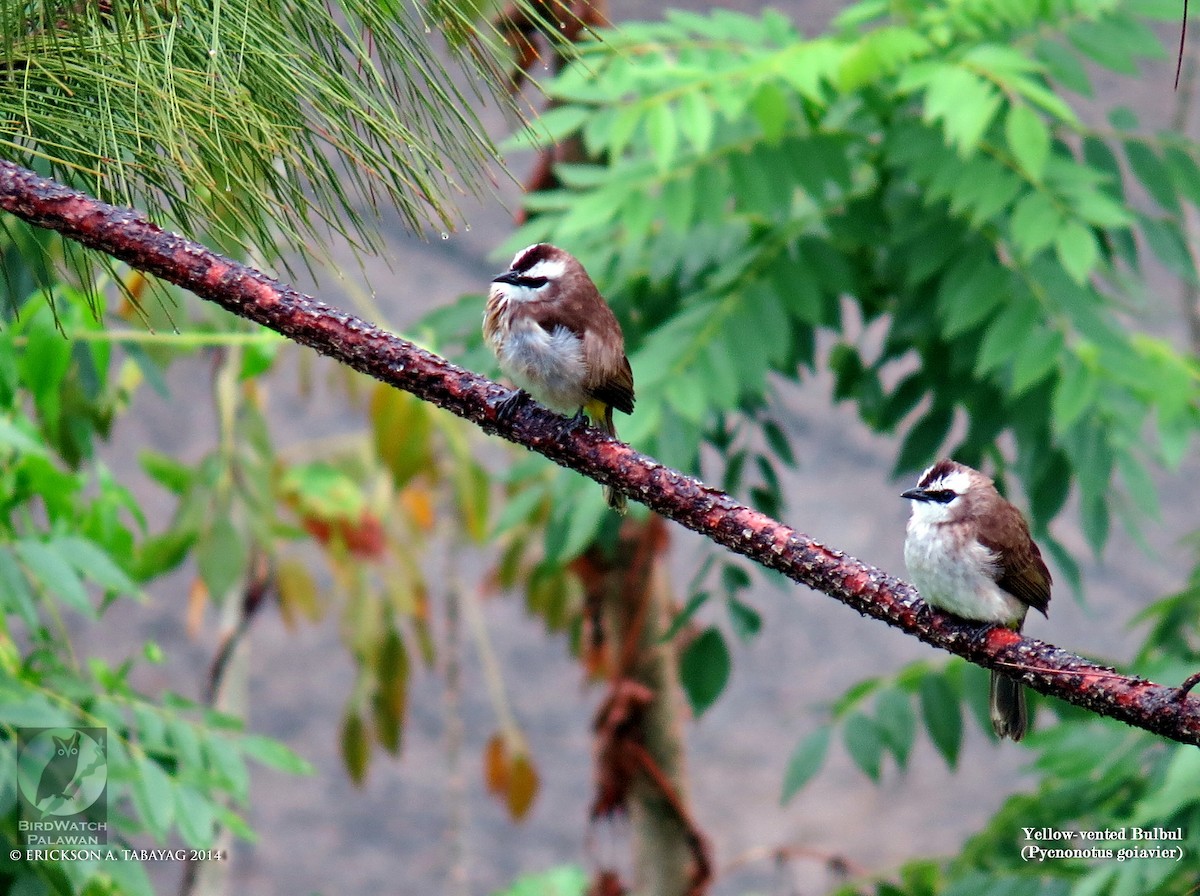 Yellow-vented Bulbul - ML239029091