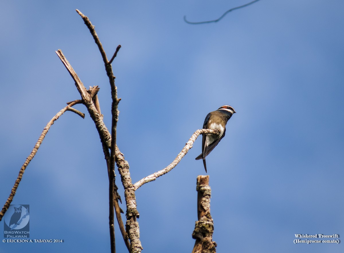 Whiskered Treeswift - ML239030291