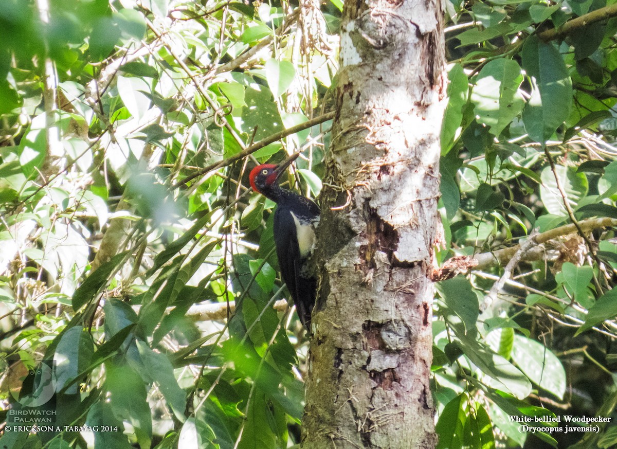 White-bellied Woodpecker - ML239030311