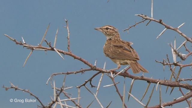 Sabota Lark - ML239032231