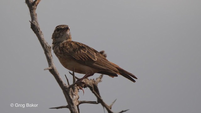 Sabota Lark - ML239032241