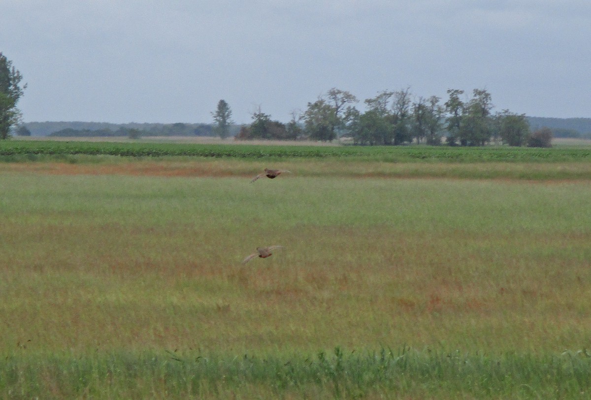 Gray Partridge - ML239033051