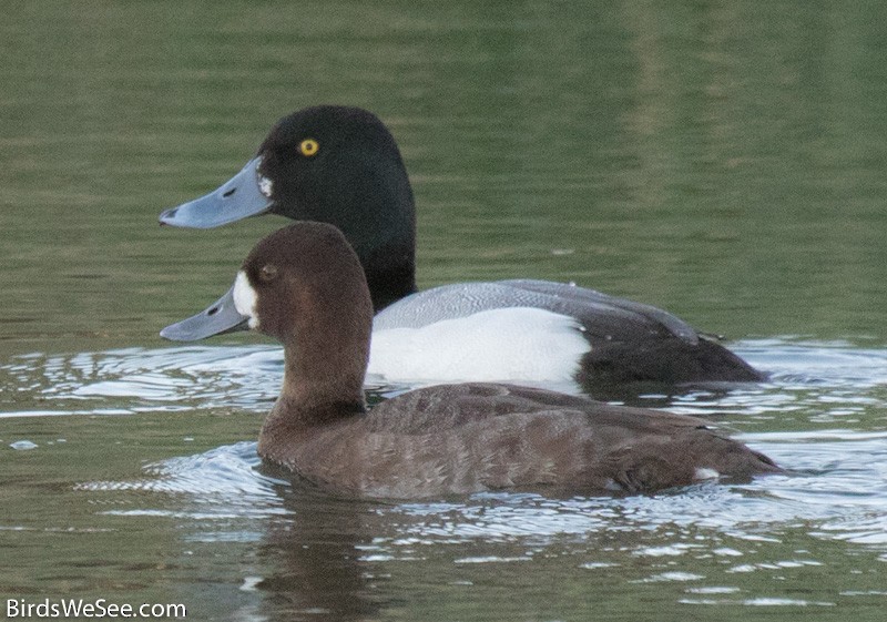 Greater Scaup - ML23903321