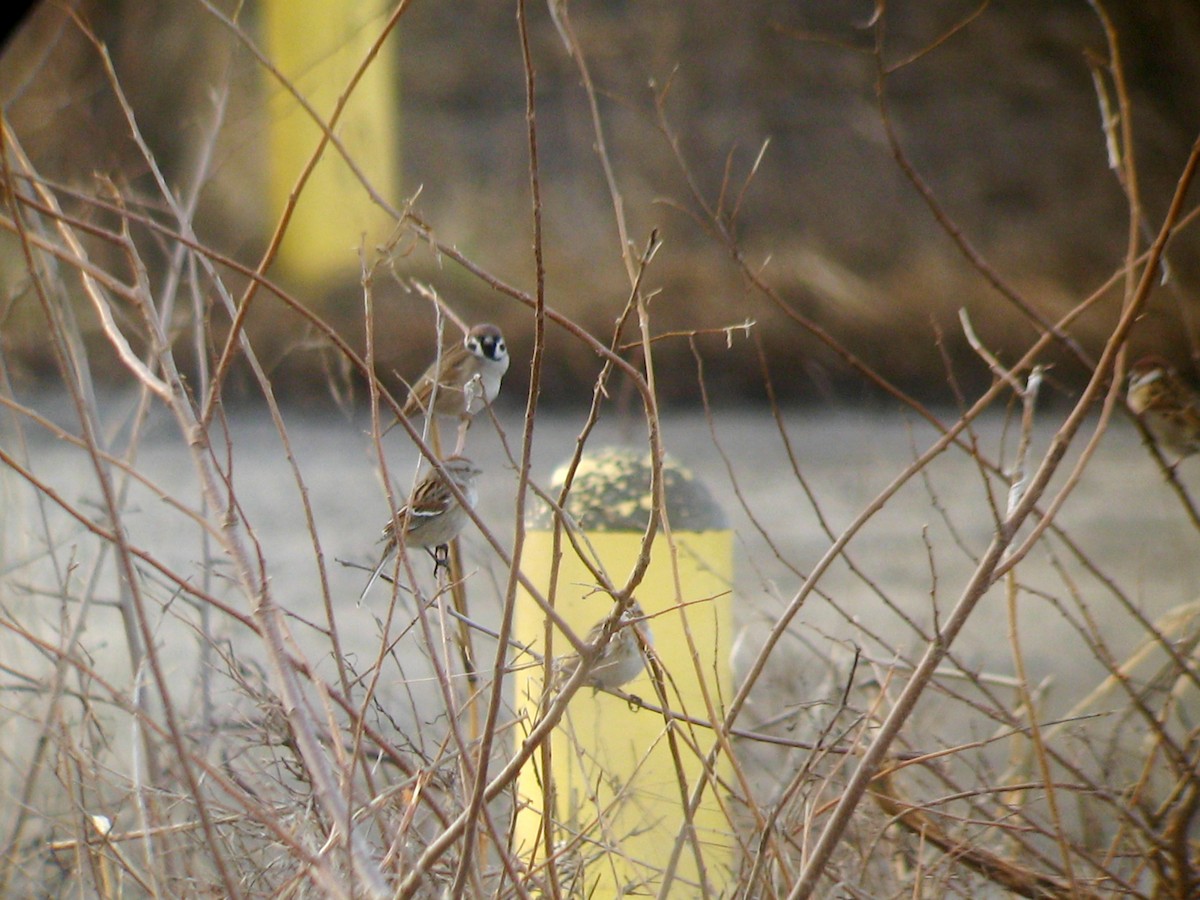 Eurasian Tree Sparrow - Chris Barrigar