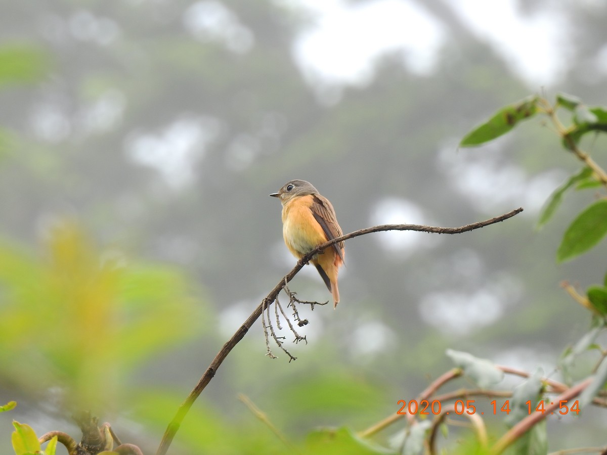 Ferruginous Flycatcher - Mei-Luan Wang