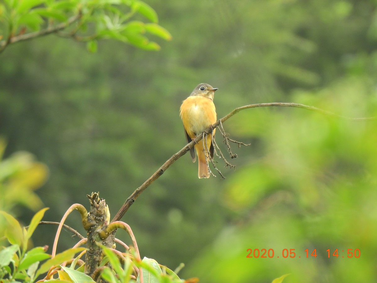 Ferruginous Flycatcher - Mei-Luan Wang