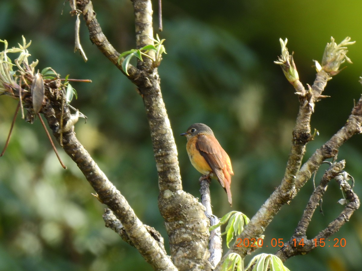 Ferruginous Flycatcher - Mei-Luan Wang