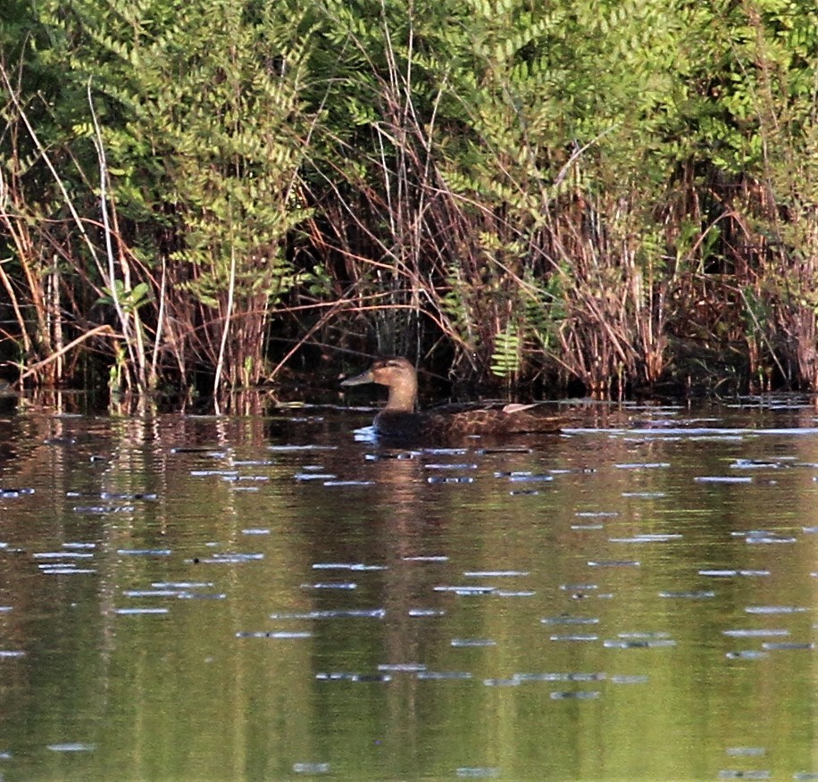 American Black Duck - Matthew Valencic