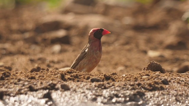 Red-billed Quelea - ML239034851