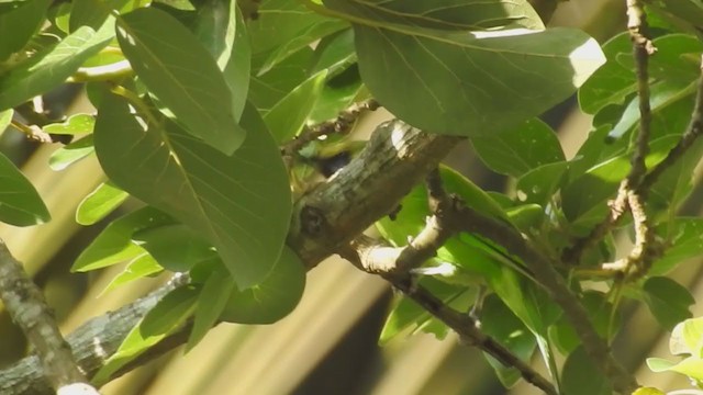 Jerdon's Leafbird - ML239034921