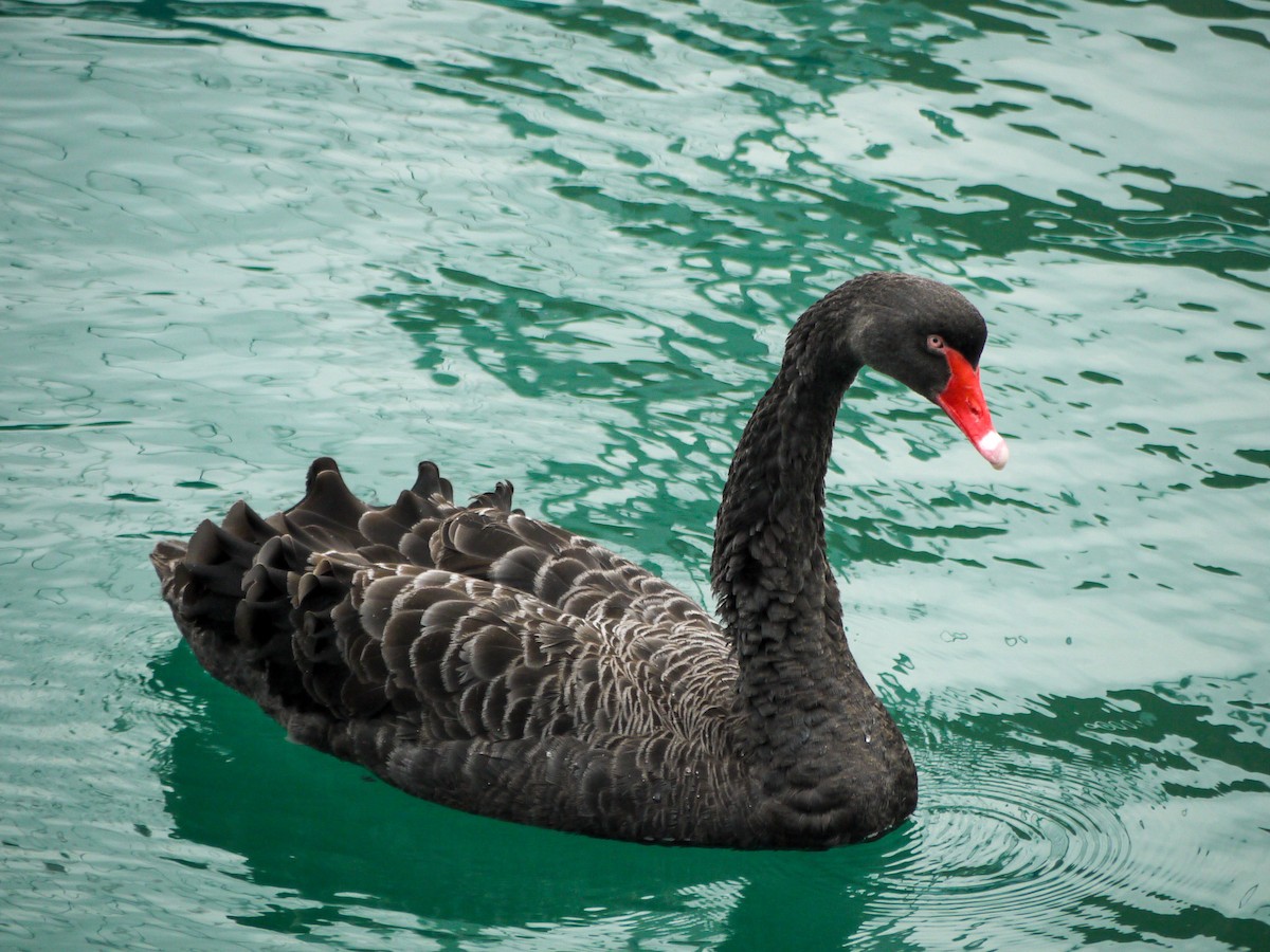 Black Swan - ML239035281