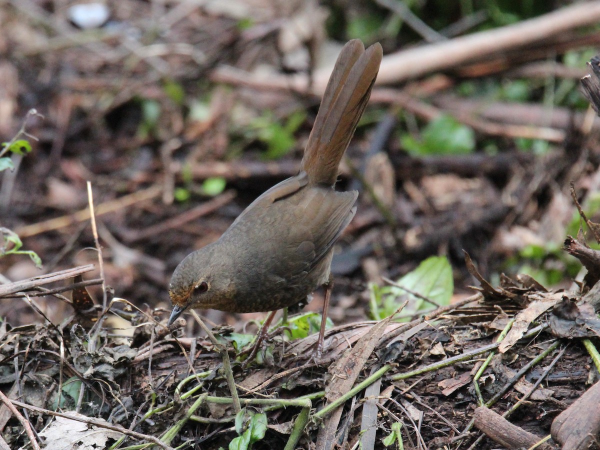 Pilotbird - ML239035461