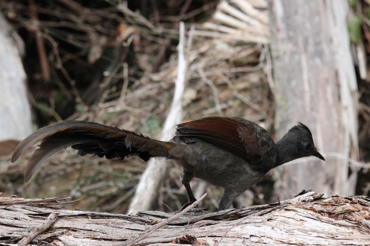 Superb Lyrebird - ML239035471