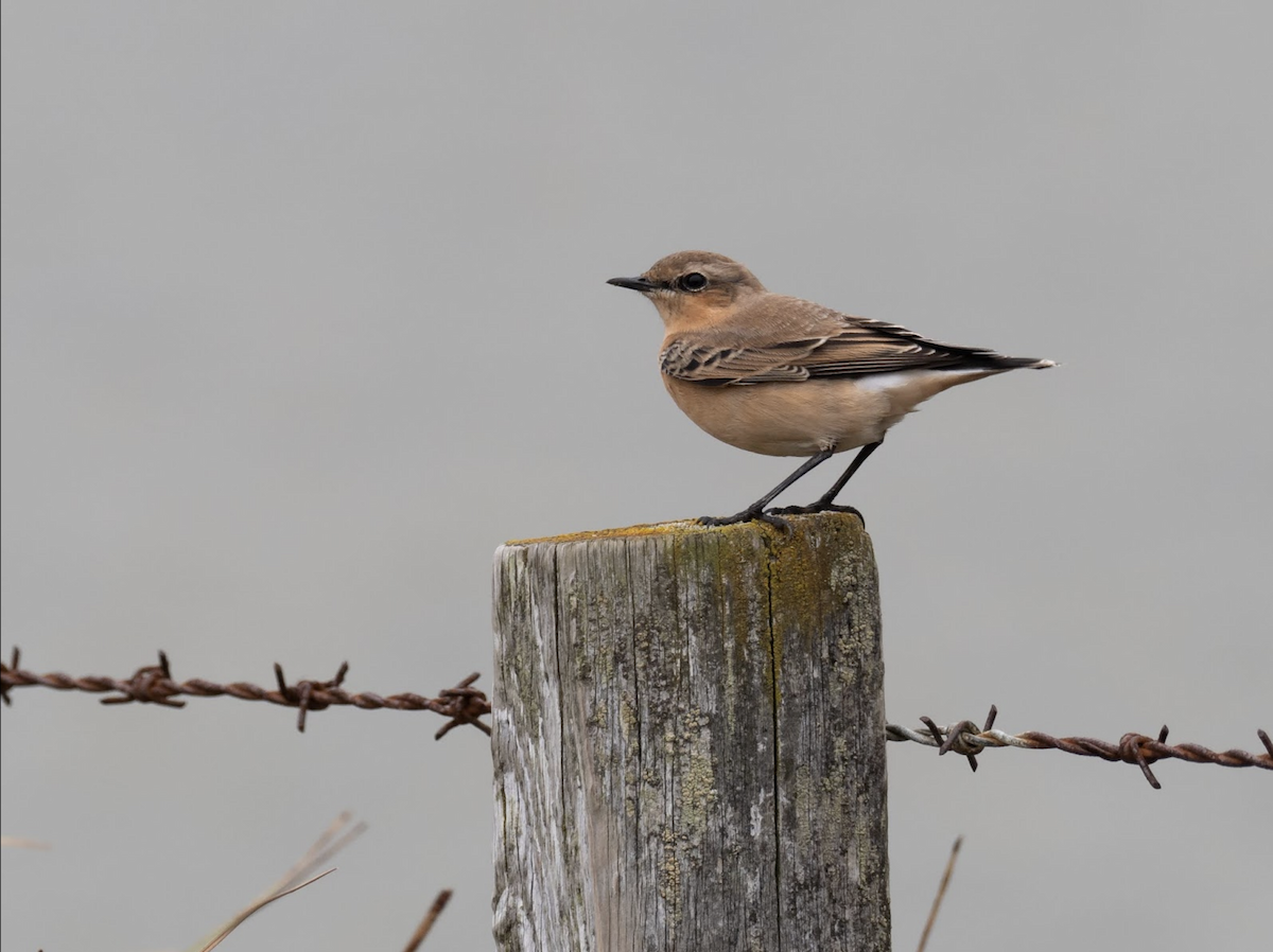 Northern Wheatear - ML239036341