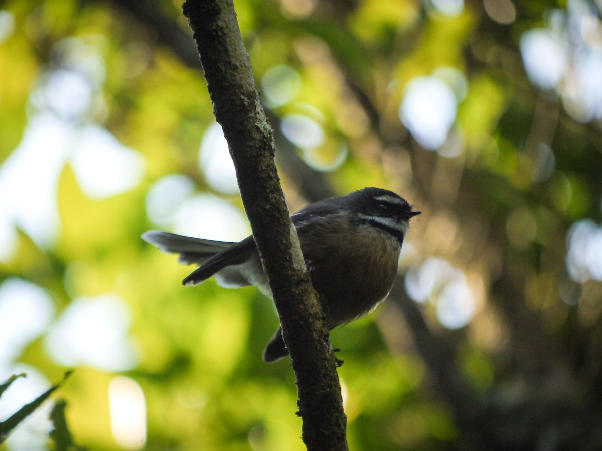 New Zealand Fantail - ML239036521