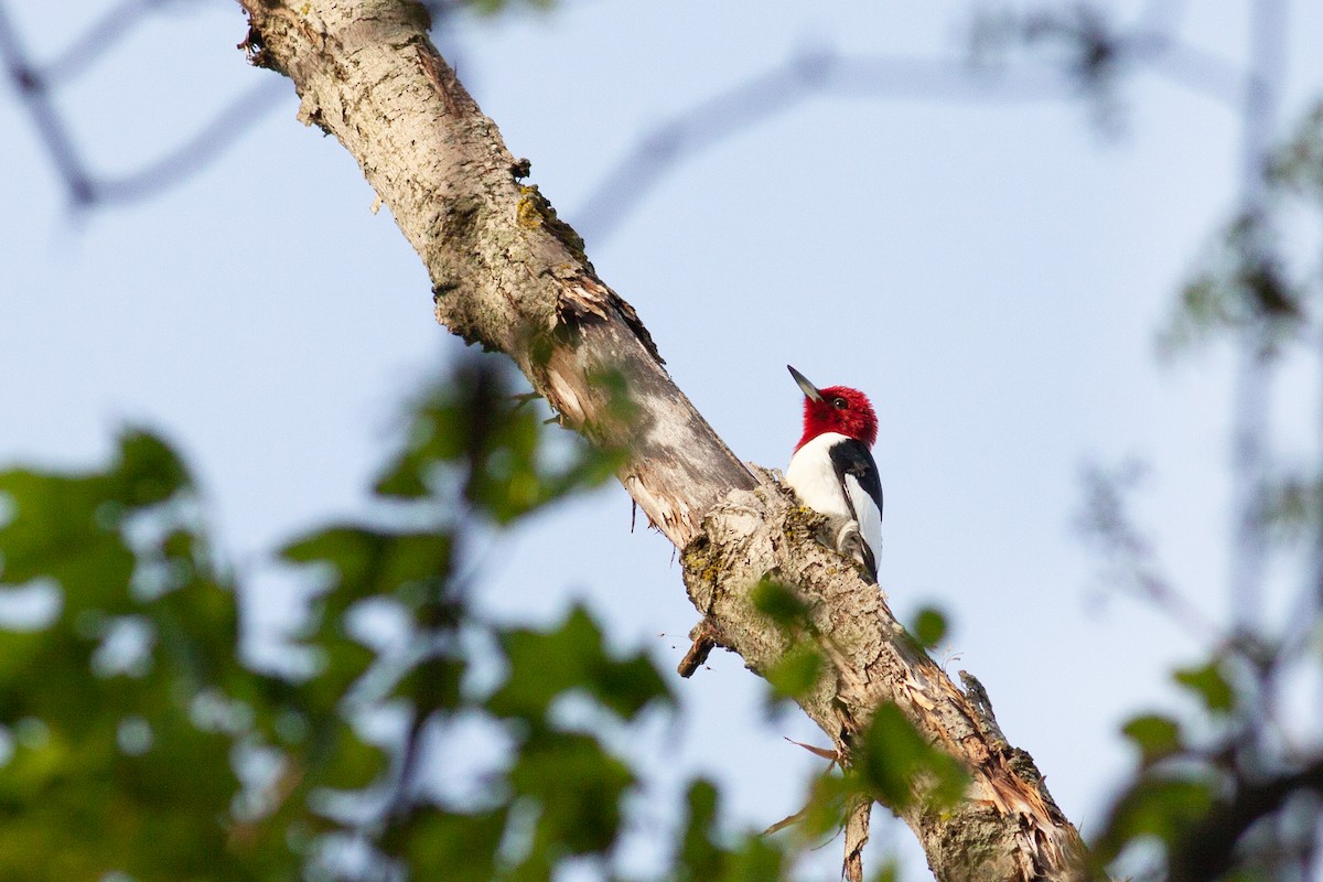 Red-headed Woodpecker - ML239037941