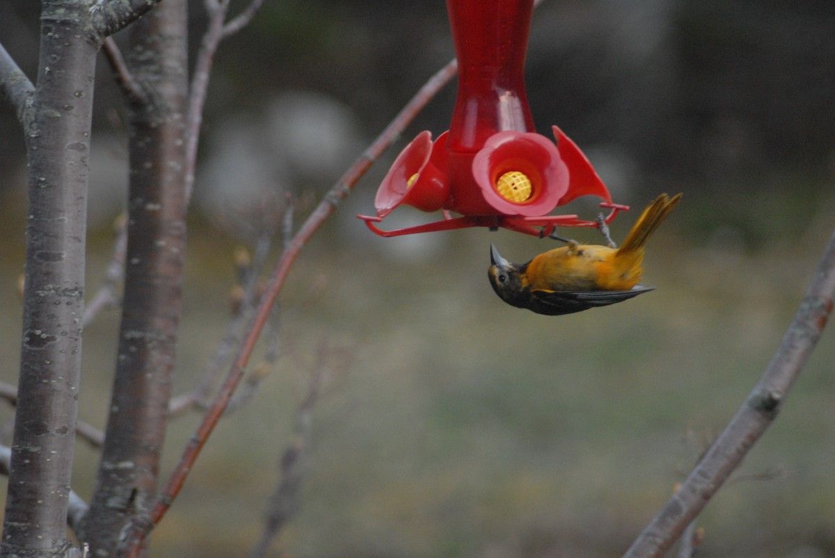 Baltimore Oriole - Jean-Claude Richard