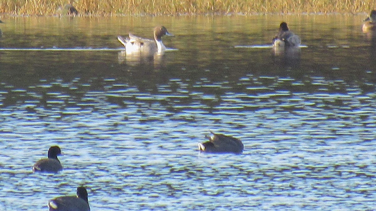 Canard pilet - ML23903961