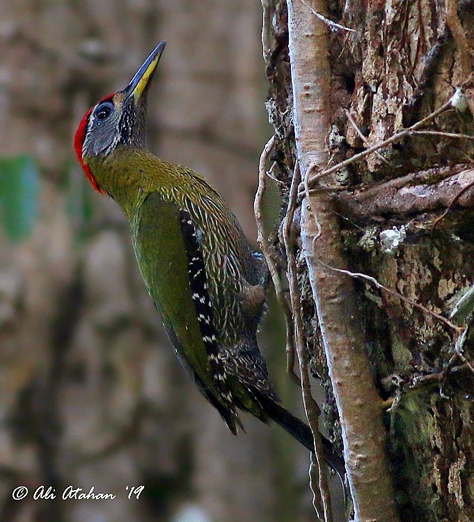 Streak-breasted Woodpecker - ML239039871